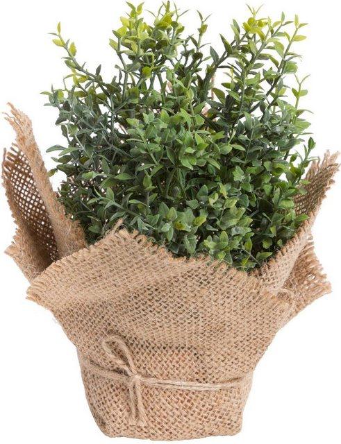 Künstliche Zimmerpflanze »Kräuter« Kräuter, Botanic-Haus, Höhe 20 cm