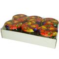 Schraubdeckelglas mit TO-Deckel, 6er Pack